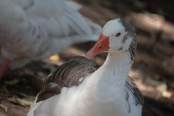 White Duck Swimming. White Duck Posing. Ducks Walking. Ducks in Nature.