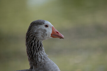 White Duck Swimming. White Duck Posing. Ducks Walking. Ducks in Nature.