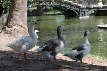 White Duck Swimming. White Duck Posing. Ducks Walking. Ducks in Nature.