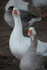 White Duck Swimming. White Duck Posing. Ducks Walking. Ducks in Nature.