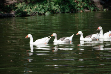 White Duck Swimming. White Duck Posing. Ducks Walking. Ducks in Nature.