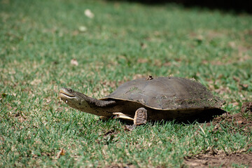Naklejka na ściany i meble A turtle walks down the road. Turtle walking on the grass.