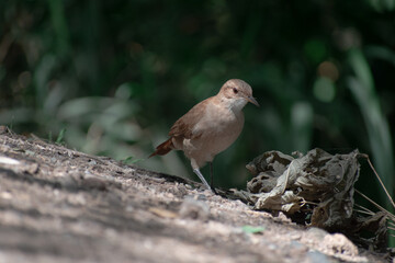 Flying birds. Silhouettes of birds. Leaves natural background. Bird posing in tree. Bird in Nature.