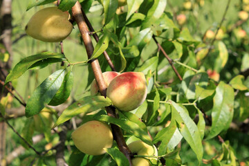 Peaches on Tree