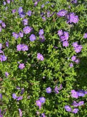 flowers in the garden