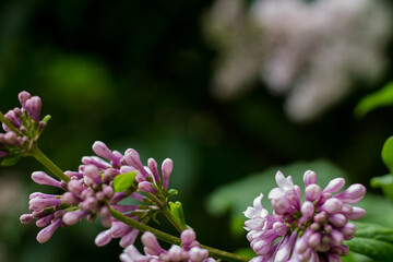 flower buds on a tree branch. not loose lilac flowers. Spring