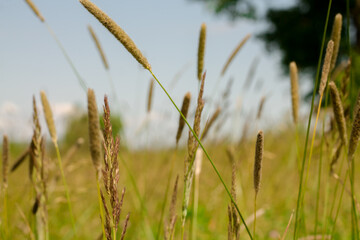 plants in the meadow. atmospheric summer photo. beautiful natural background for design