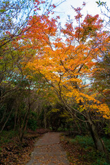 Naklejka premium 大分県の紅葉のくじゅう連山の風景 Mt.Kujyu range scenery of autumn leaves in Oita Prefecture 