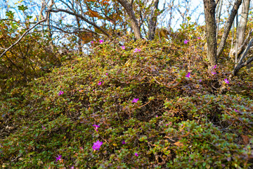Obraz premium 大分県の紅葉のくじゅう連山の風景 Mt.Kujyu range scenery of autumn leaves in Oita Prefecture 