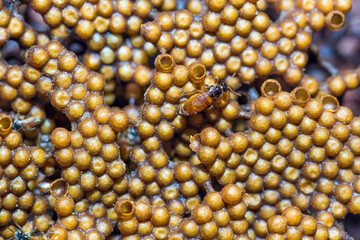 Queen stingless bee working on the nest