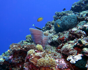 Fototapeta na wymiar A beautiful healthy reef in Maniquin Island Philippines