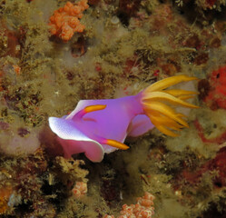 A Hypselodoris apolegma nudibranch Boracay Island Philippines
