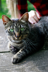 snout and paw of a nice cat stroked on the table