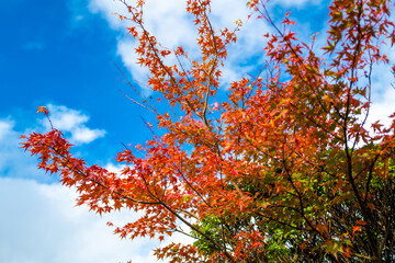 大分県の紅葉のくじゅう連山の風景  Mt.Kujyu range scenery of autumn leaves in Oita Prefecture 