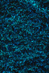 Dark Green leaf wall texture for backdrop design and eco wall and die-cut for artwork. copy space text.