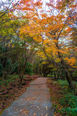 大分県の紅葉のくじゅう連山の風景  Mt.Kujyu range scenery of autumn leaves in Oita Prefecture 