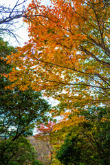 大分県の紅葉のくじゅう連山の風景  Mt.Kujyu range scenery of autumn leaves in Oita Prefecture 