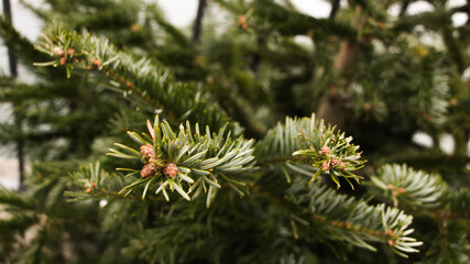 pine tree branches