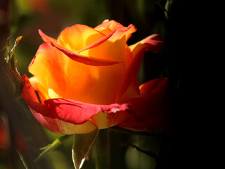 Orange yellow rose with zenith warm light