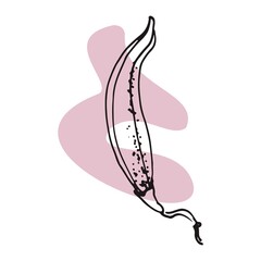 The plant is drawn by hand with a pen and translated into vector format. In the background there is an abstract colored spot. Stock vector illustration. For garment decoration, packaging, interior