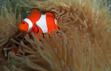 A False clown anemonefish in anemone Cebu Philippines