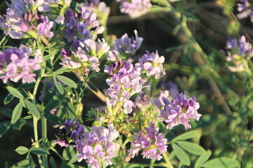 Evening Blooms, Pylypow Wetlands, Edmonton, Alberta