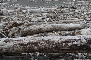 driftwood on beach texture 