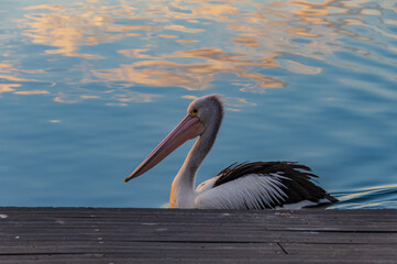 Pelican in the sunset light