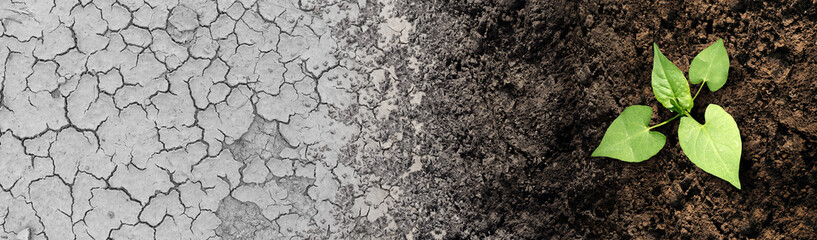 Climate change cycle as a dried or dry cracked land suffering from drought turning into rich moist organic earth with a growing young plant as a composite. - obrazy, fototapety, plakaty