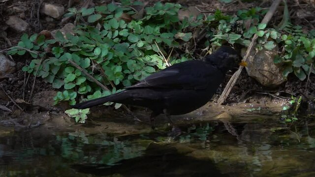 Blackbird searching for food next to stream
Close up shot from Israel 

