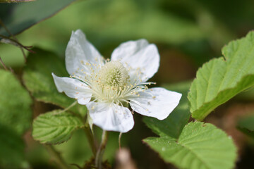 Obraz na płótnie Canvas White flower of female blackberry has numerous stamens.