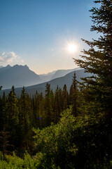 A row of trees bathes in the bright sunlight in the Canadian Rocky Mountains near the town of Banff, Alberta.