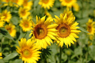 I want to go to a sunflower field to take some nice photos