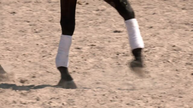 Close up of horse legs in riding arena. A bay stallion with bandaged legs walks across the sandy open arena. 
