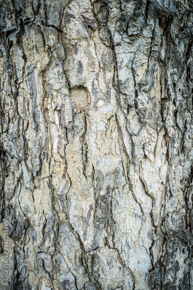 Poster rain tree bark pattern for background.