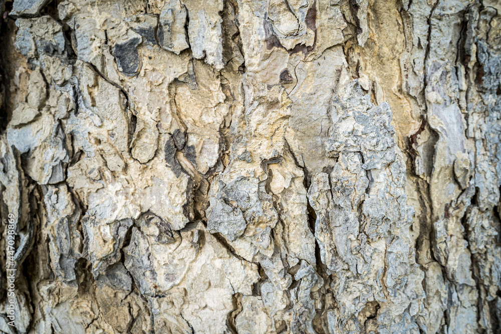 Poster rain tree bark pattern for background.