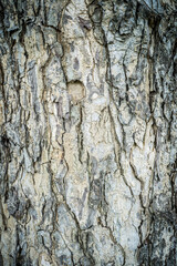 Old tree bark background.
