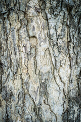 Fototapeta premium Rain Tree bark pattern for background.