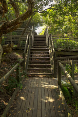 Wooden Staircase in Bush or Forest
