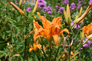 Orange Lily in Full Bloom in Summer