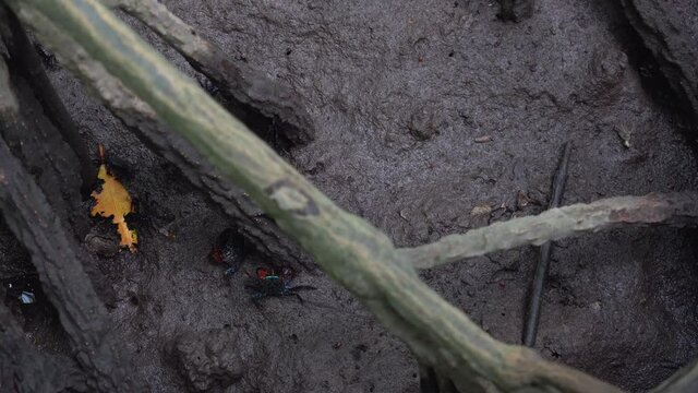red claw crab on swamp in mangrove forest
