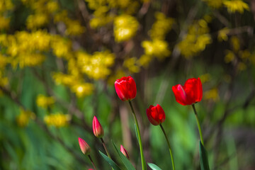 Fototapeta na wymiar Wonderful bright red tulips with green and yellow bushes in the background. Spring flowers on a warm sunny day. Close-up.