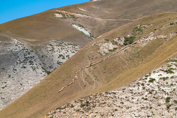 Flock of sheep on the hillside