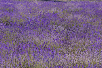 Fototapeta premium The image shows a very beautiful view of a rich lavender field. Natural and herbal landscape. Color lavender field. Flowering bushes on a lavender plantation. City Park. Kyiv, Ukraine,