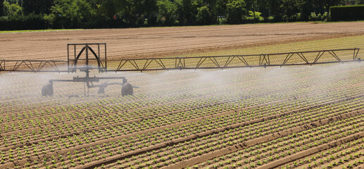 Automatic irrigation system in the Intensive cultivation of fresh green lettuce on a fertile field