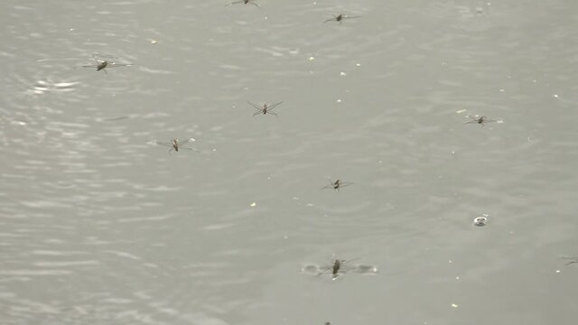 Water skipper or Gerridae, Hemiptera pairing in lake. Group of Gerridae insects commonly known as water striders on river surface
