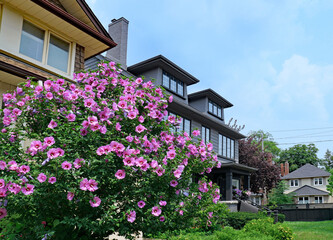 Residential neighborhood with garden in summer with beautiful purple Rose of Sharon bush © Spiroview Inc.