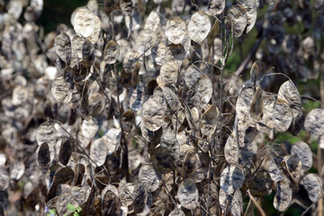 ゴウダソウ　葉模様