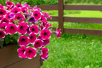 Petunia flowers against the background of a wooden fence and green grass