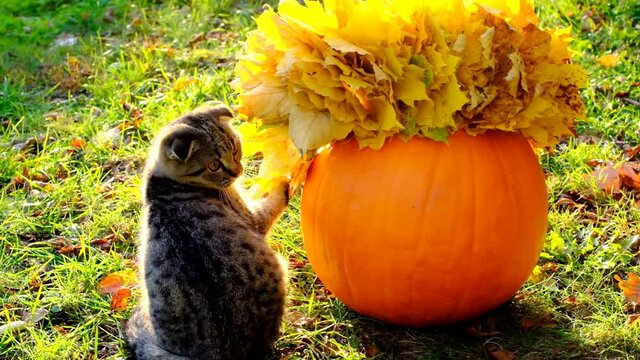 Autumn season. Kitten and pumpkin in a wreath of yellow maple leaves in a sunny garden.Scottish tabby fold kitten plays with autumn leaves in the autumn garden.Autumn mood.Halloween and Thanksgiving f